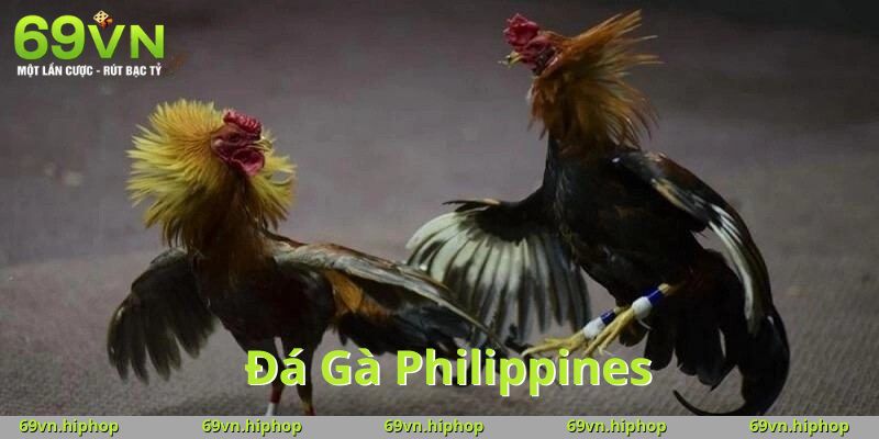 Các bước tham gia đá gà philippines tại 69VN