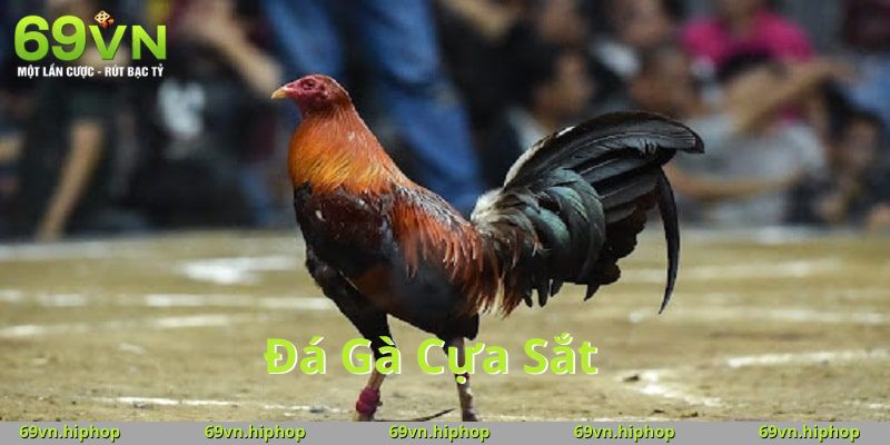Đá gà cựa sắt - Tâm điểm của sự kịch tính