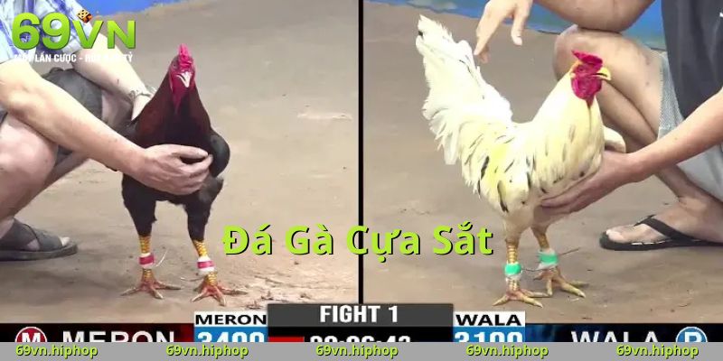 Điều gì khiến đá gà cựa sắt 69VN luôn cháy kèo