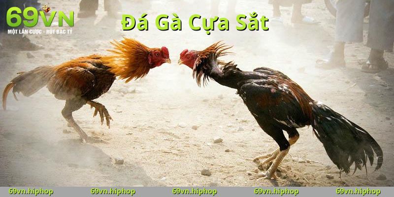 Lý do nên chọn 69VN cho đá gà cựa sắt