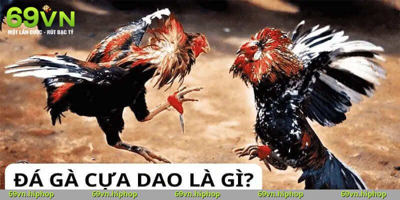 Nguồn gốc và hành trình phát triển của đá gà cựa dao