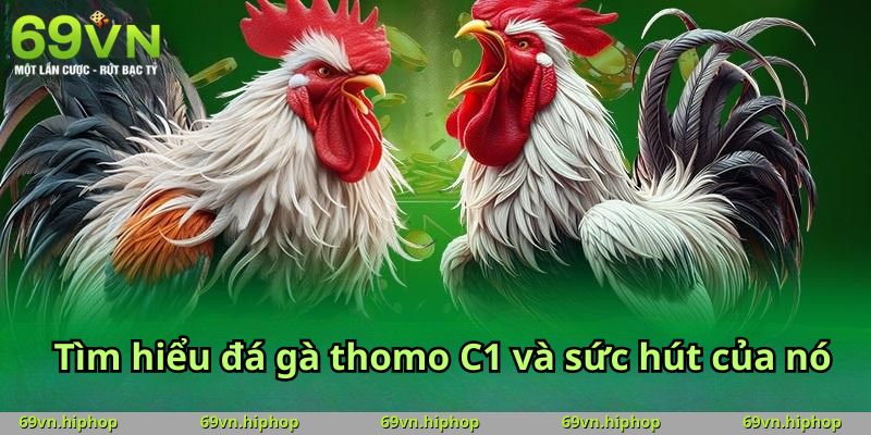 Tìm hiểu đá gà thomo C1 và sức hút của nó
