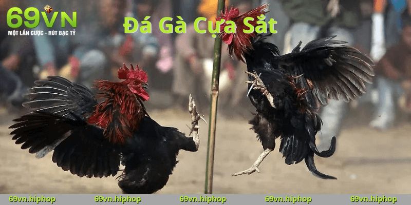 Đá Gà Cựa Sắt 69VN – Sân Chơi Kịch Tính, Cược Mỗi Trận, Hốt Thưởng Lớn