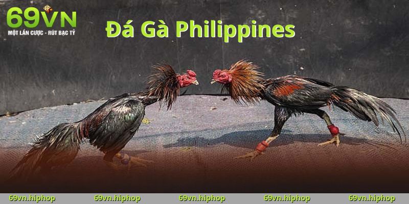 Đá Gà Philippines tại 69VN